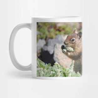 Cascade golden-mantled ground squirrel (Spermophilus saturatus) eating a flower Mug